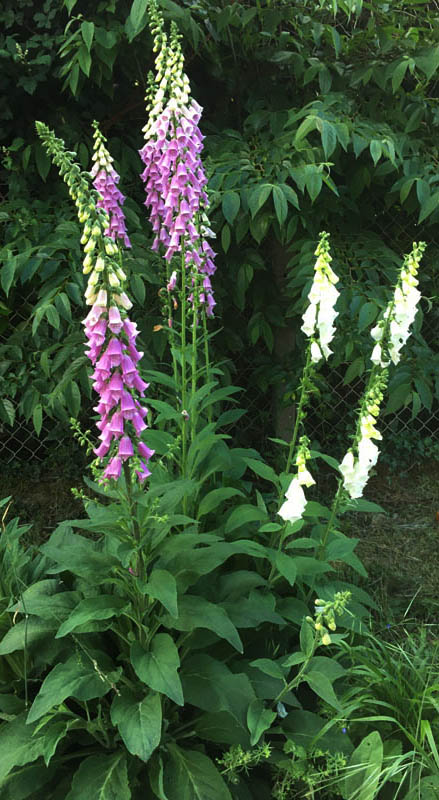Digitalis purpurea